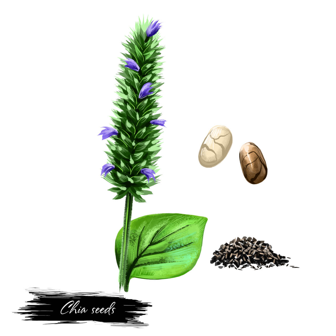 Chia-Pflanze Illustration