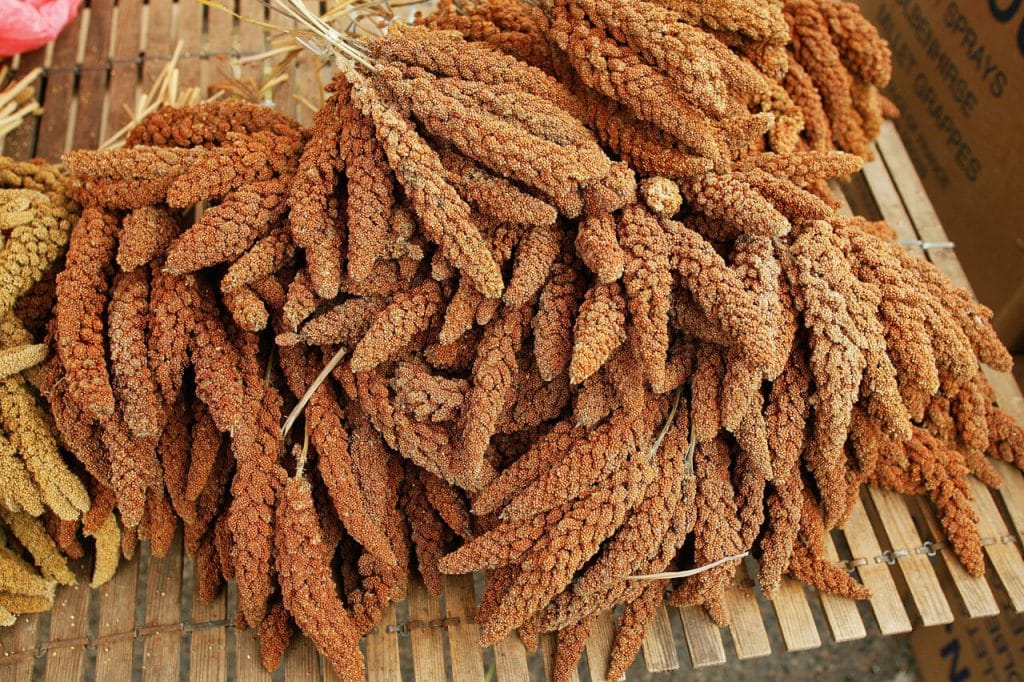 Kolbenhirse (Setaria italica) als Futter – Vorteile & Besonderheiten Kolbenhirse als Vogelfutter