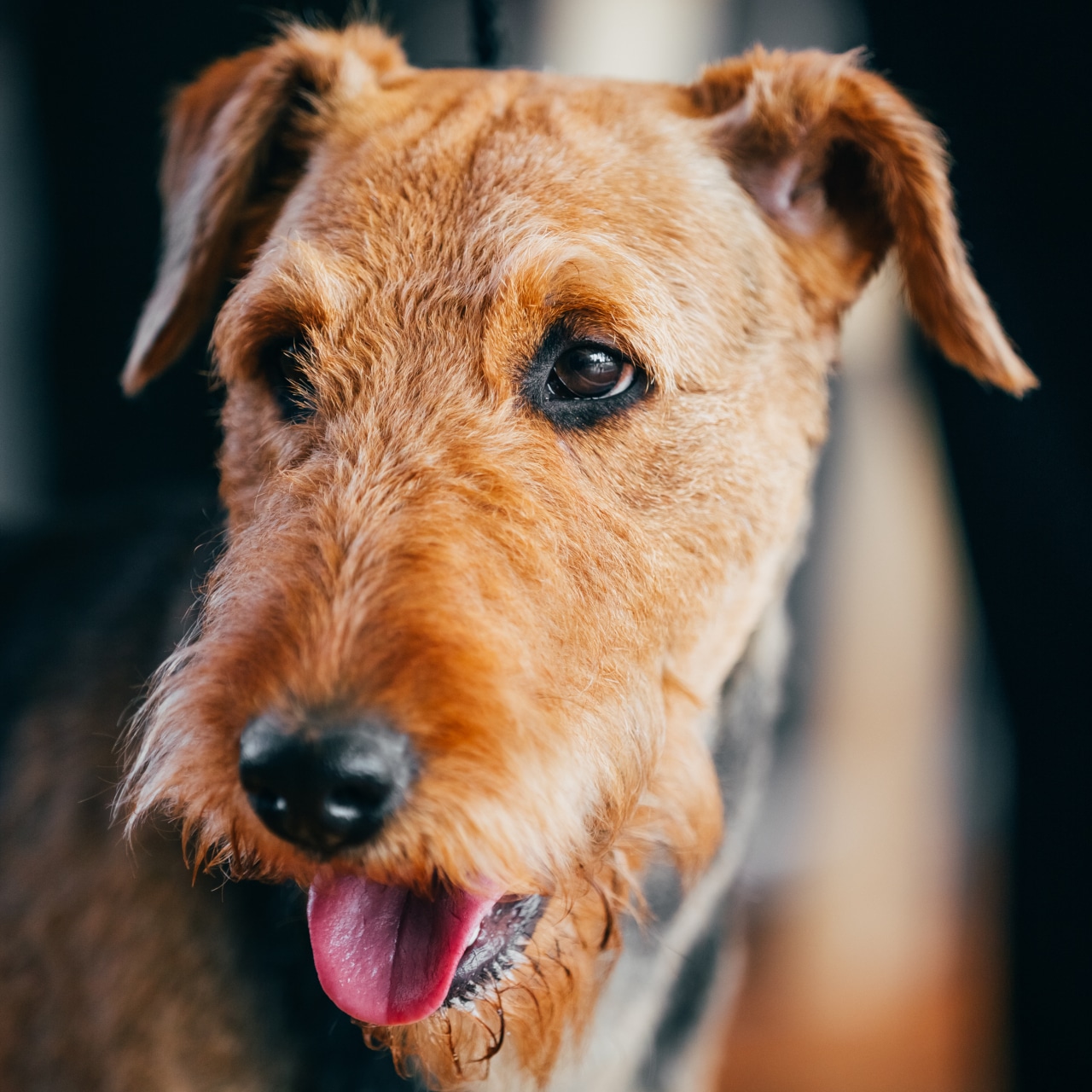 Airedale Terrier Hunderasse