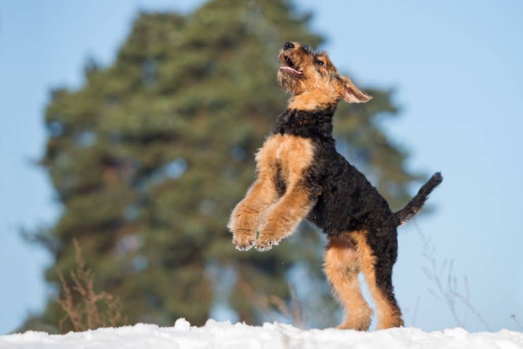 Airedale Terrier Profil