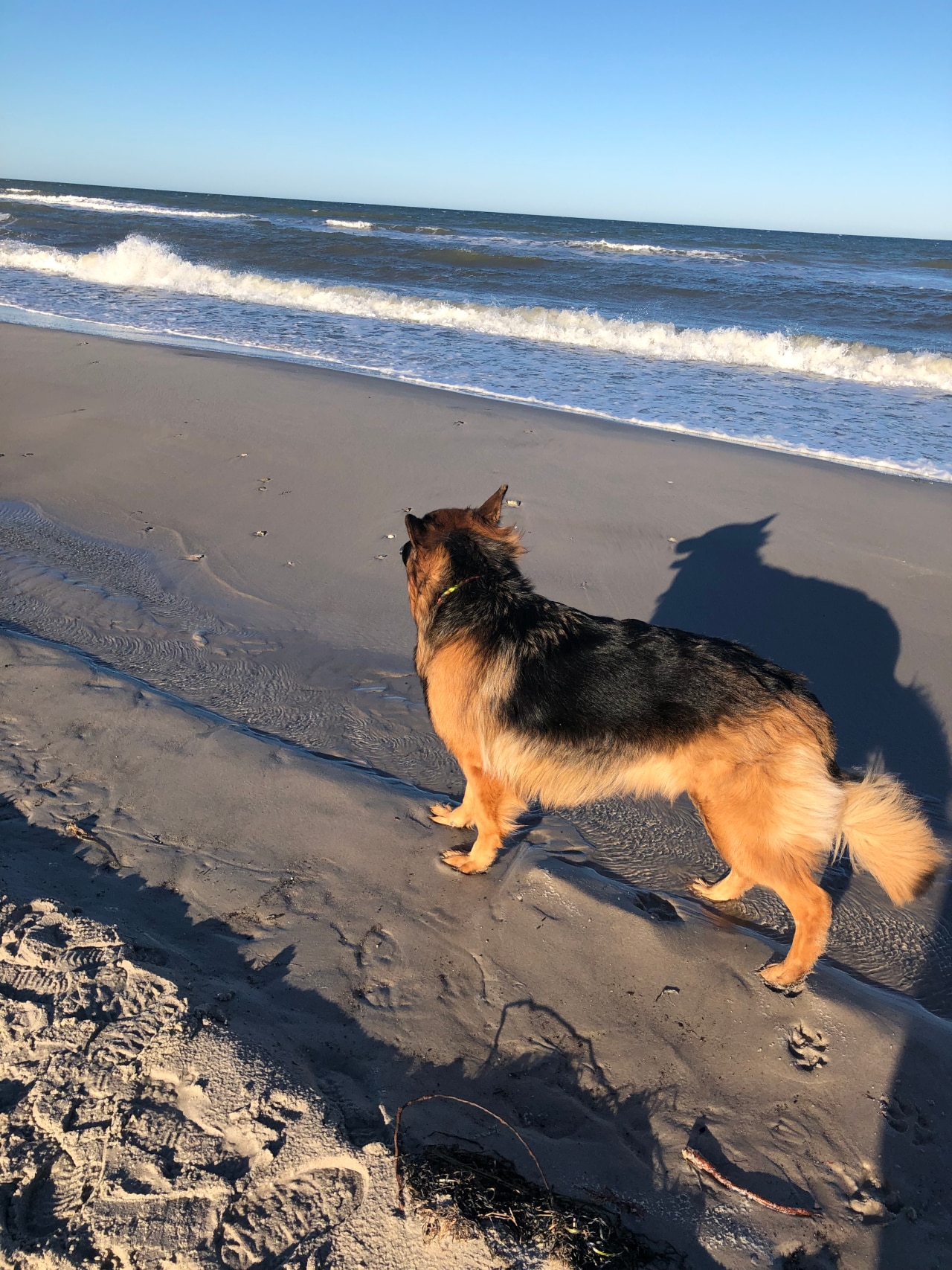 Altdeutscher Schäferhund am Strand