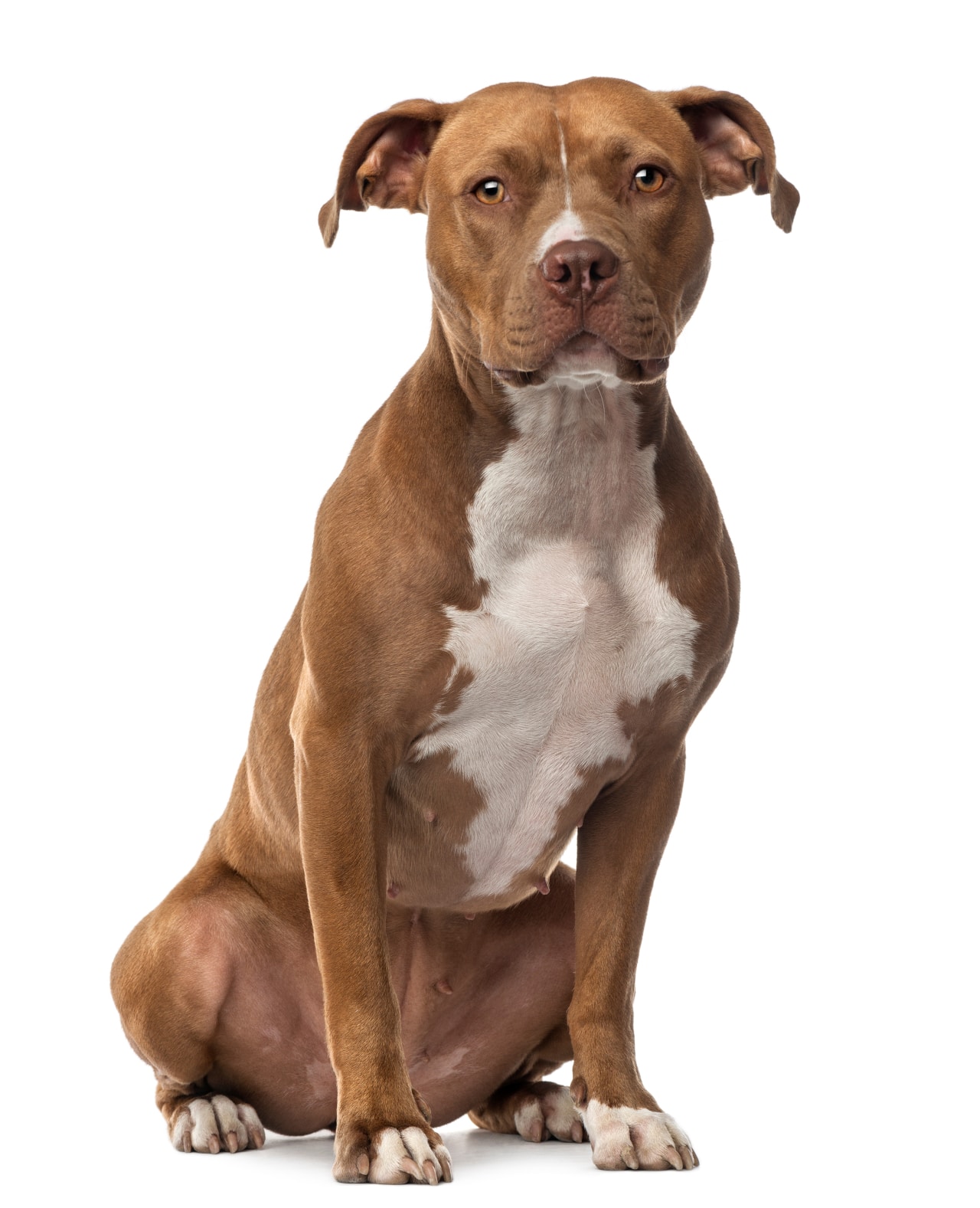 American Staffordshire Terrier Profilbild