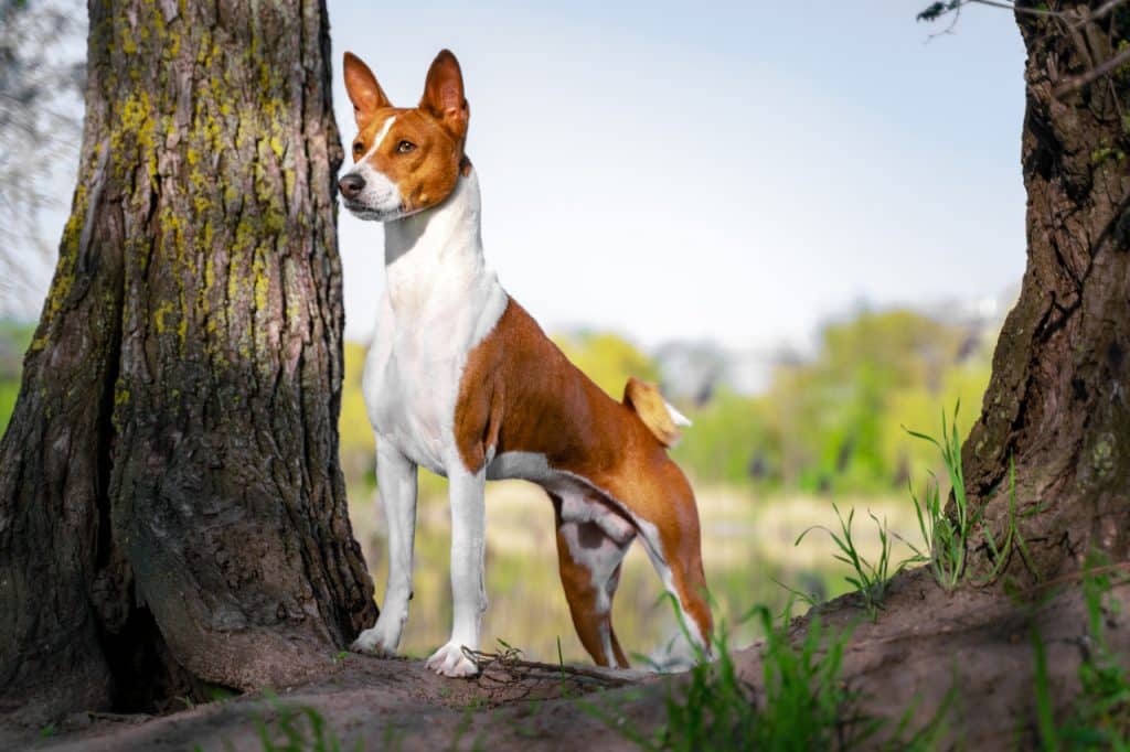Basenji Hundeprofilbild
