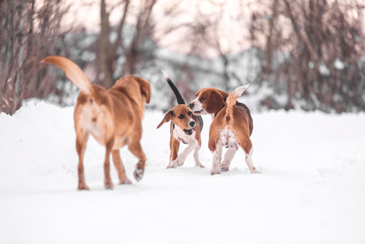 Beagle-Harrier spielen im Schnee