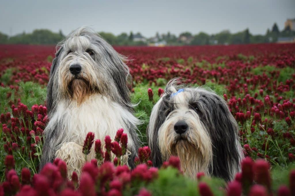 Bearded Collie Profilbild