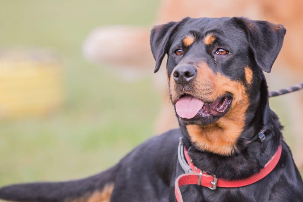 Beauceron Profilbild