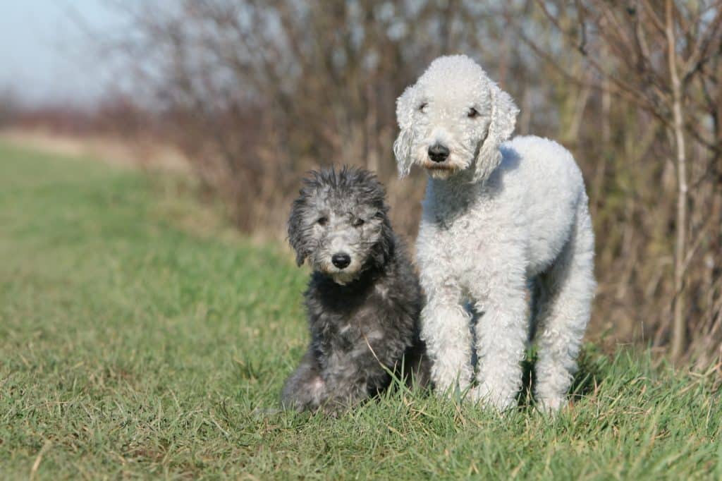Bedlington Terrier Hunderassenprofil