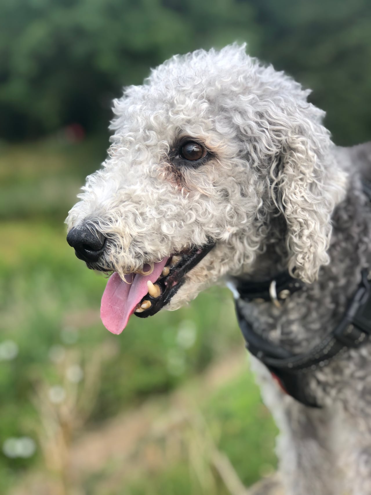Bedlington Terrier Profilbild