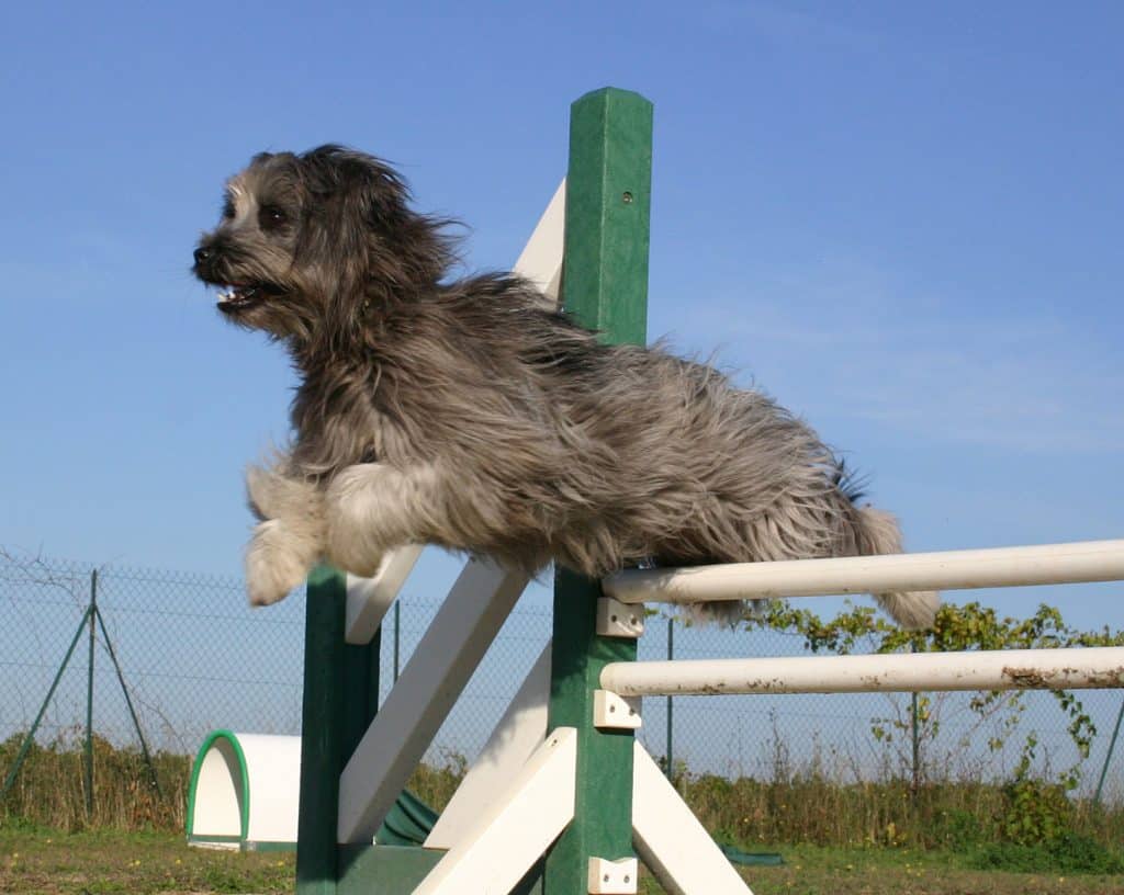 Berger de Pyrénées Steckbrief Hunderasse