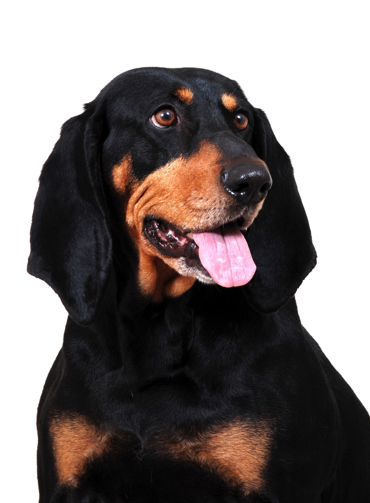 Black and Tan Coonhound Profilbild
