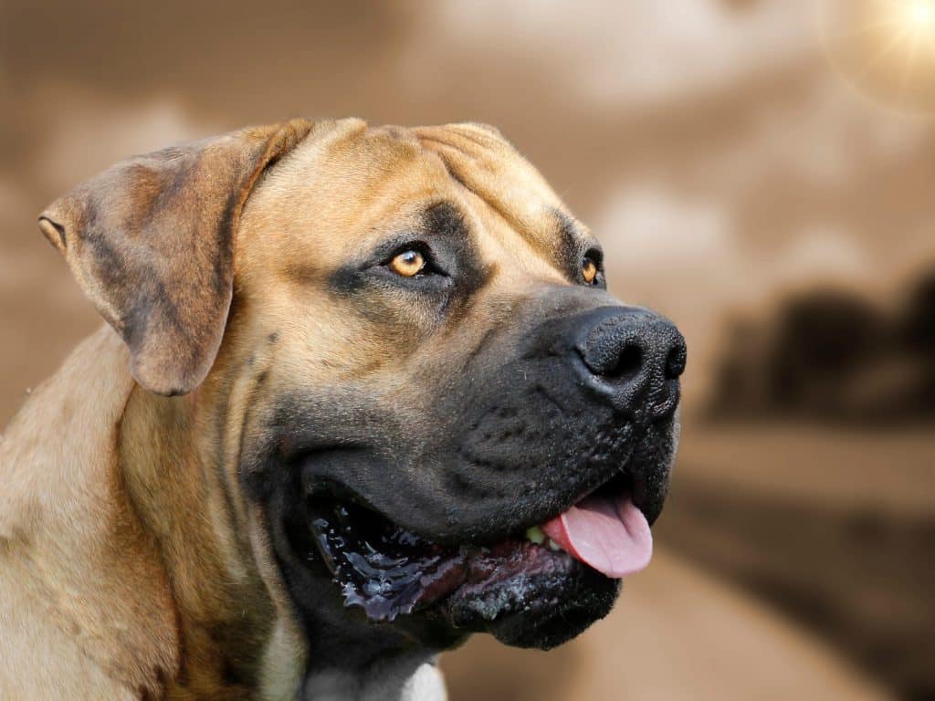 Boerboel Steckbrief