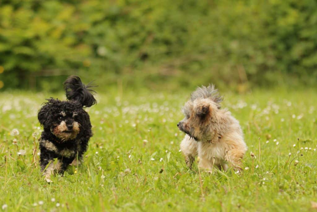 Bolonka Zwetna Hundesteckbrief: Wesen und Zuchtgeschichte Bolonka Zwetna Steckbrief