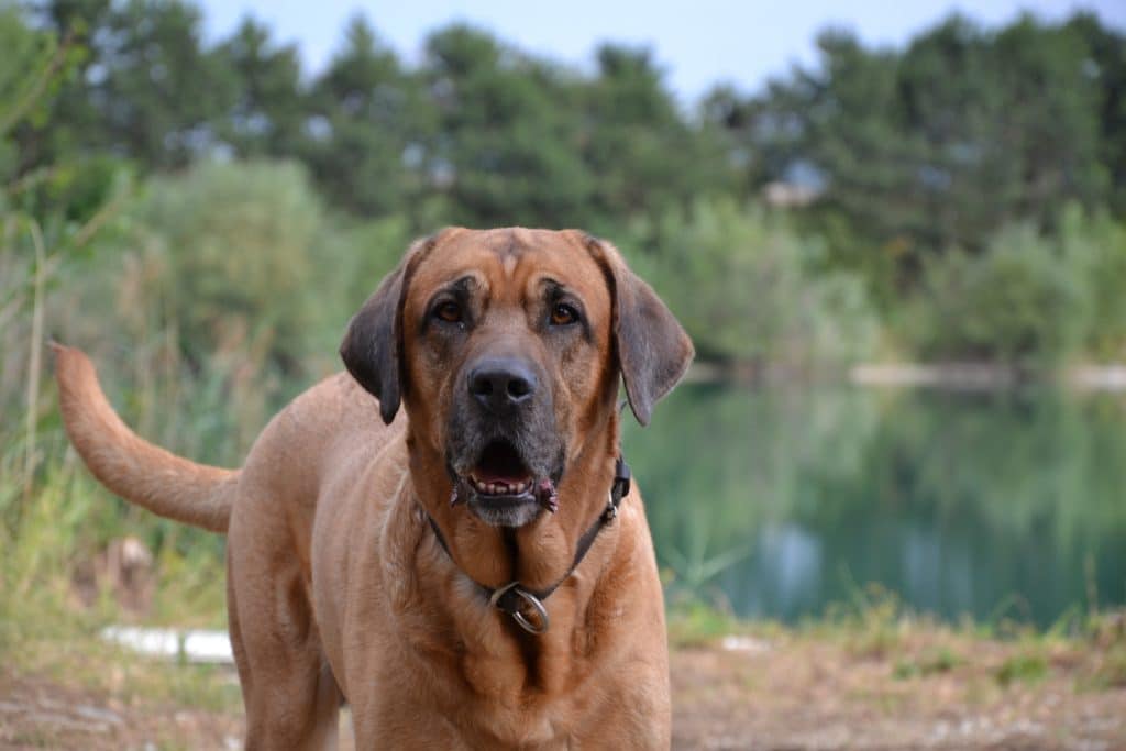 Broholmer Profilbild Hunderasse