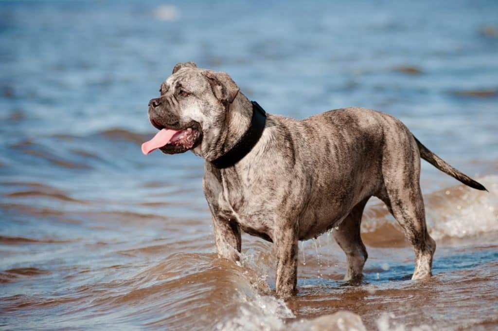 Ca De Bou im Hundeprofil: Charakter, Aussehen und Infos Ca de Bou - Mallorca Mastiff Steckbrief