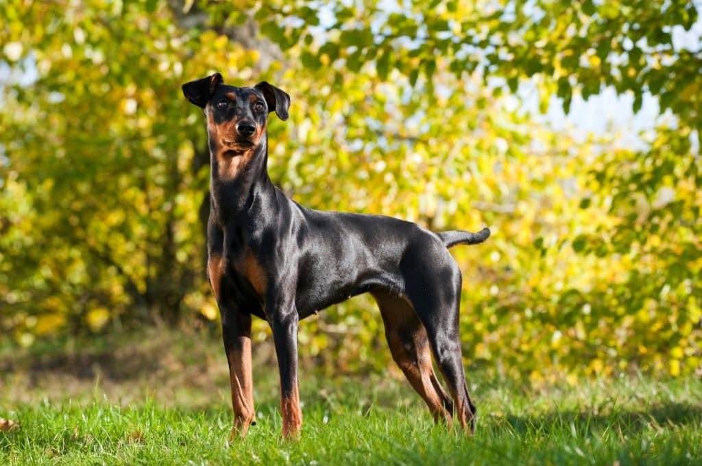 Deutscher Pinscher Steckbrief: Wesen, Haltung und Eigenarten Deutscher Pinscher Steckbrief