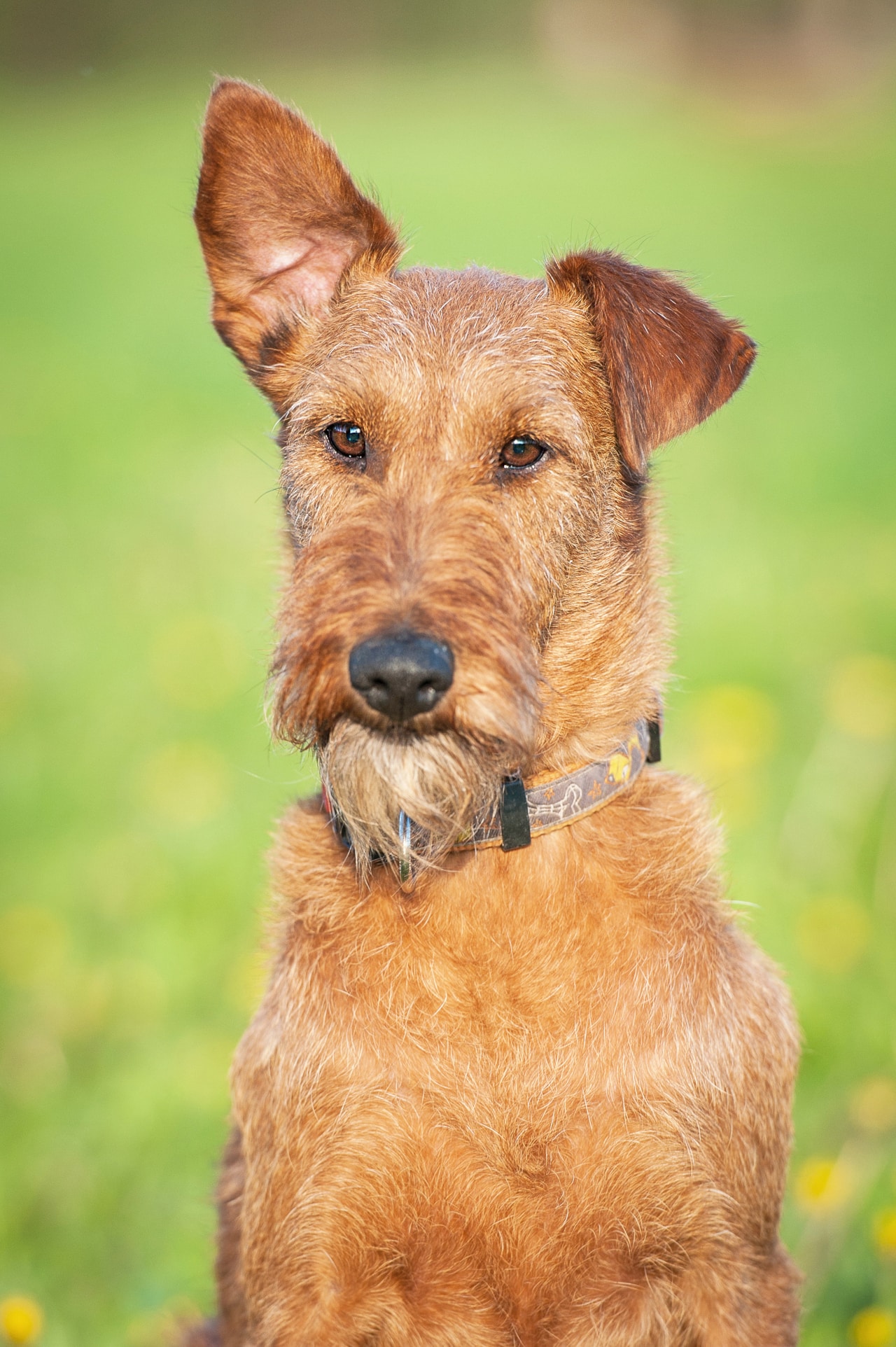 Irish Terrier Profilbild
