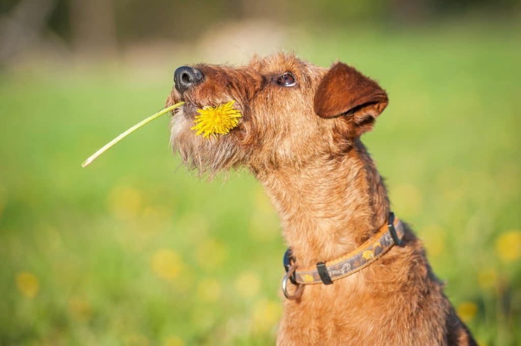 Irish Terrier Steckbrief: Besonderheiten und Charakter des Hundes Irish Terrier Steckbrief