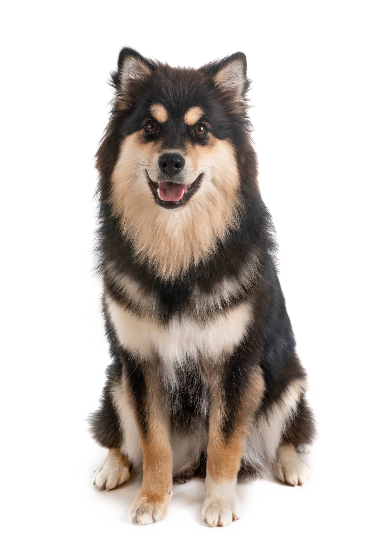 Profilbild Finnischer Lapphund