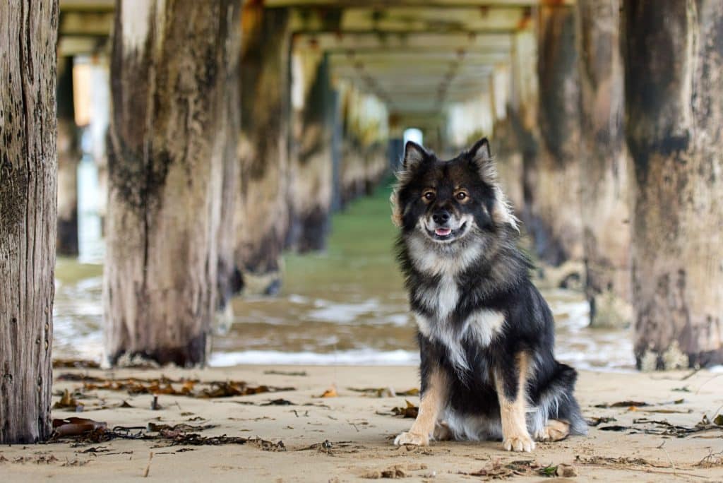 Finnischer Lapphund Steckbrief: Charakter und Eigenarten Finnischer Lapphund Steckbrief