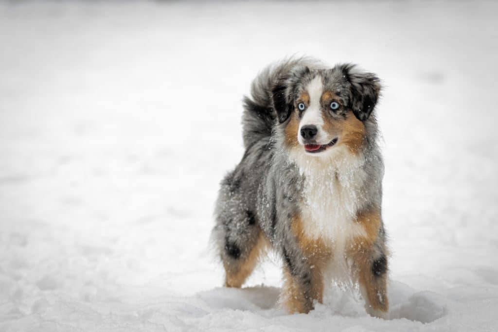 Miniature American Shepherd Rasseprofil: Charakter und Haltung Miniature American Shepherd Steckbrief