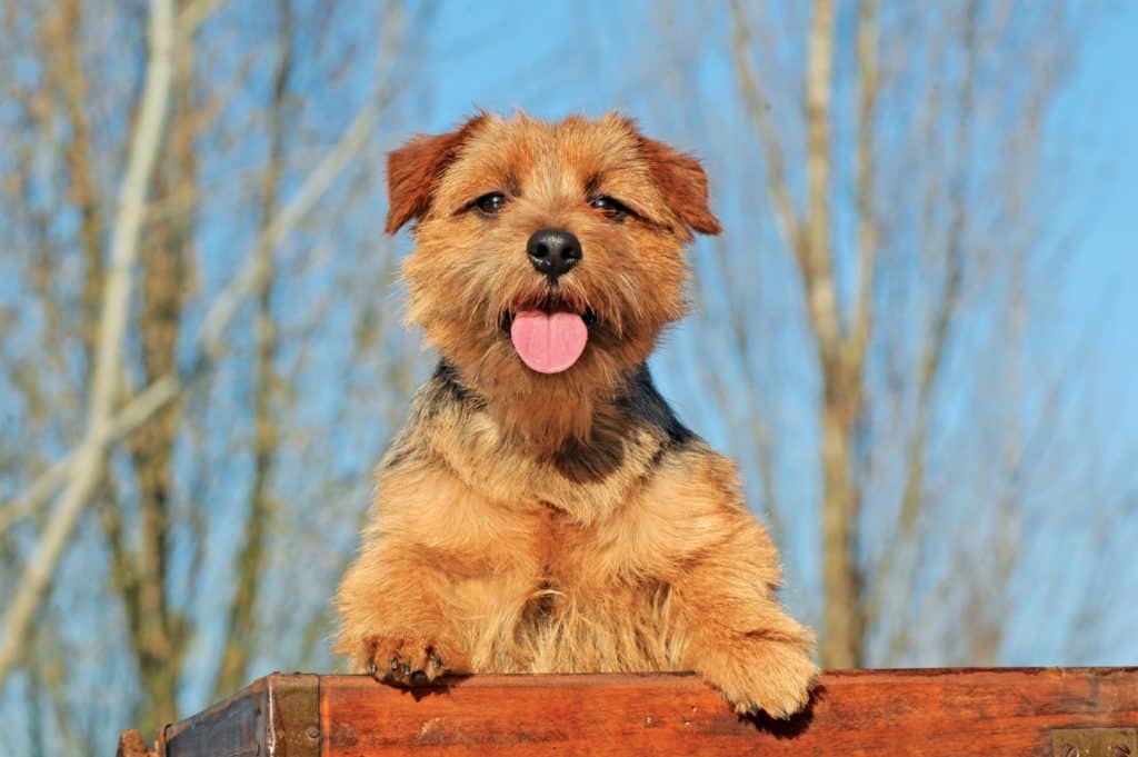 Norfolk Terrier im Hundeprofil: Charakter, Haltung, Pflege und Tipps Norfolk Terrier Steckbrief