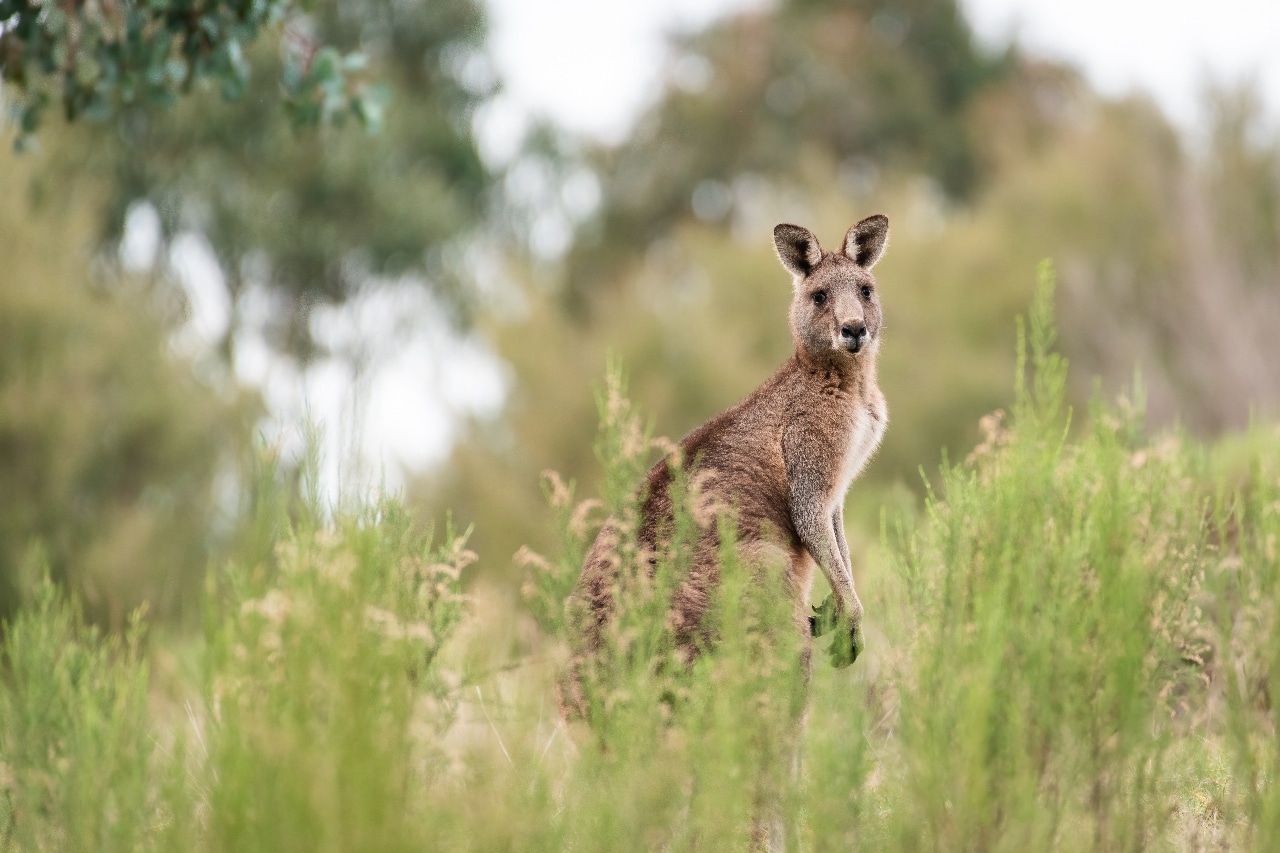 Känguru Outback Australien
