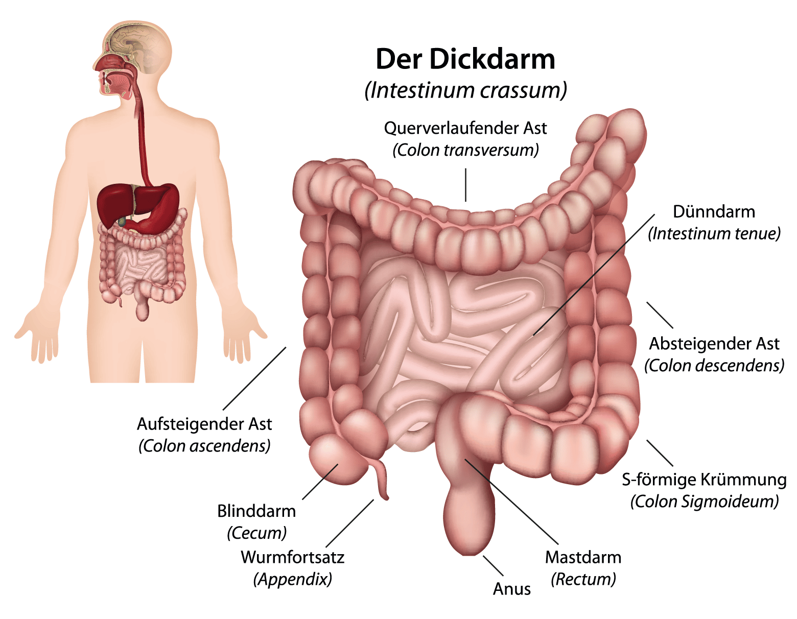 Darm - Funktionsweise und Erkrankungen