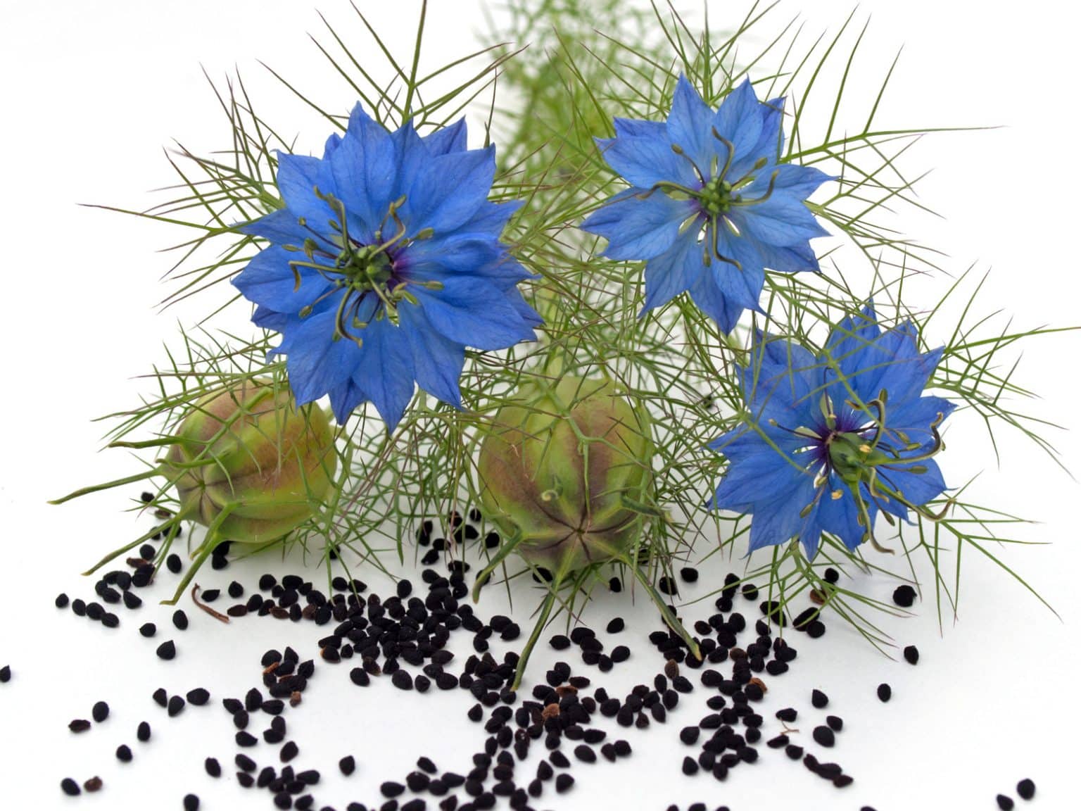 Schwarzkümmelöl für Hunde und andere Haustiere Echter Schwarzkümmel - Schwarzkümmelöl