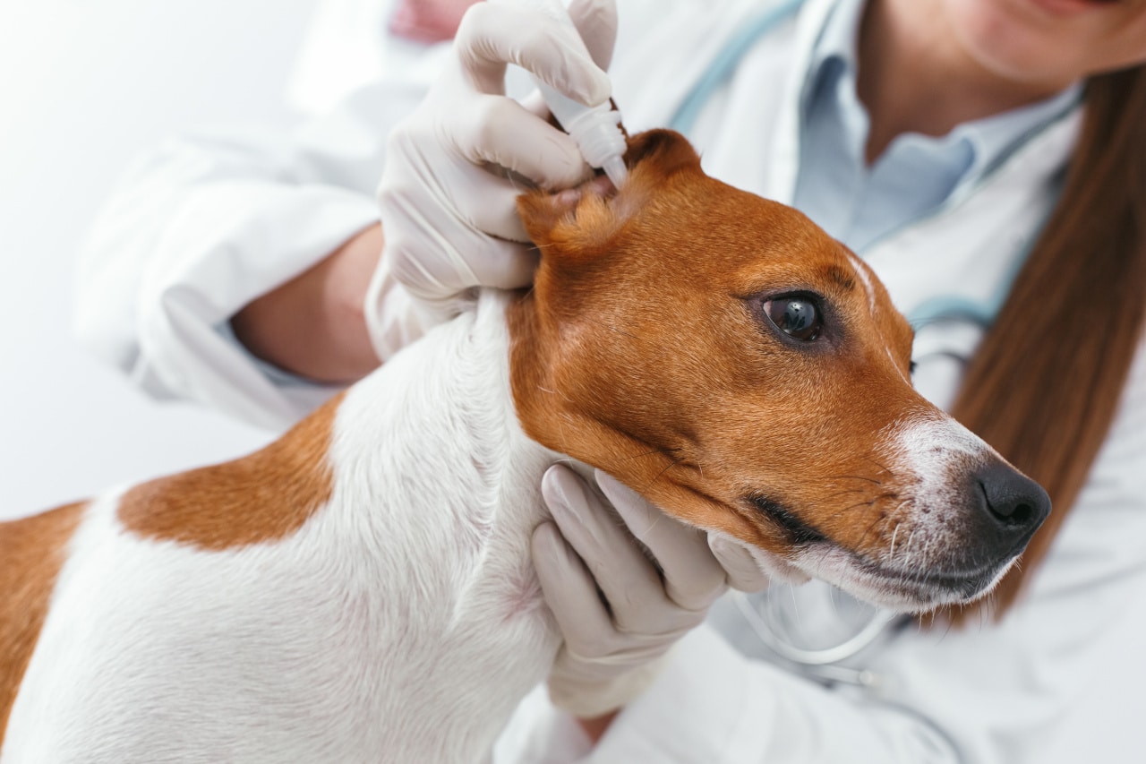 Tierarzt behandelt Milben im Hundeohr