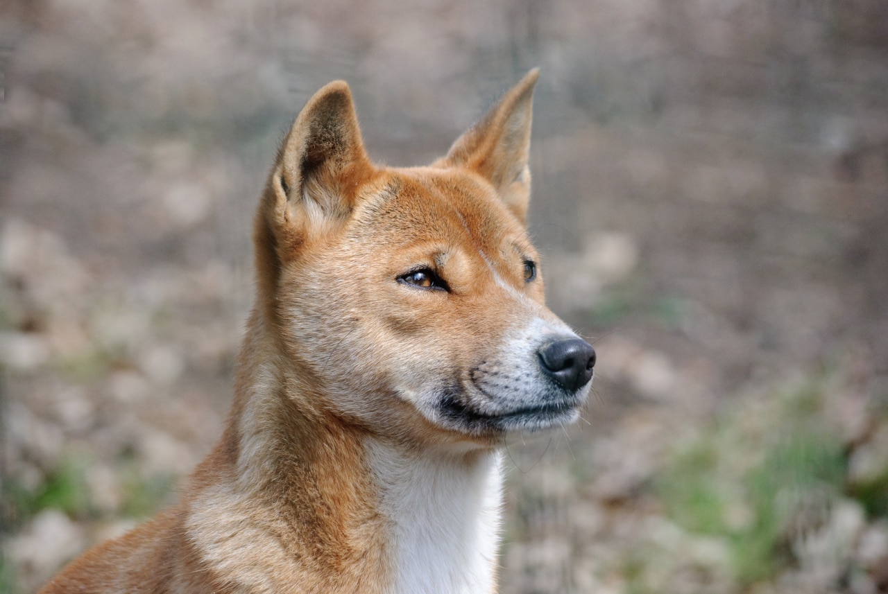 Dingo und Wolf Profil