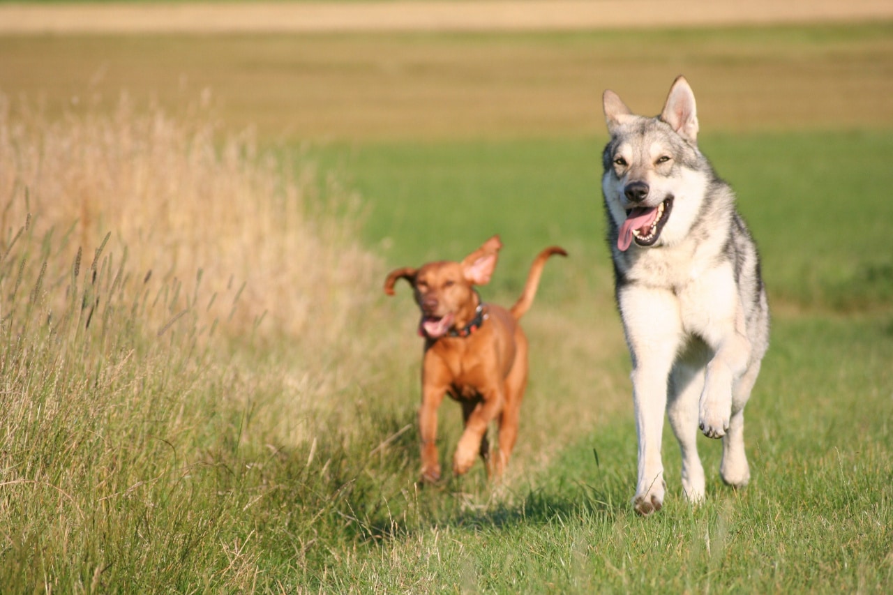 Tschechoslowakischer Wolfhund mit Jagdhund im Feld