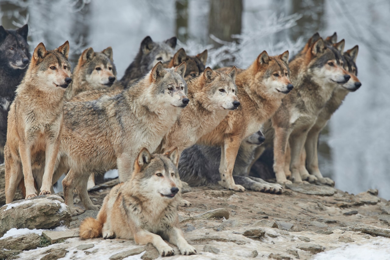 Wolf - Rudel in der Wildnis
