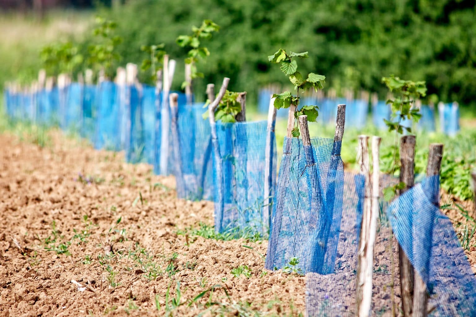 Aroniapflanzen – Kultivierung, Anbau und Ernte Aroniapeflanze kultivieren im Garten anbauen