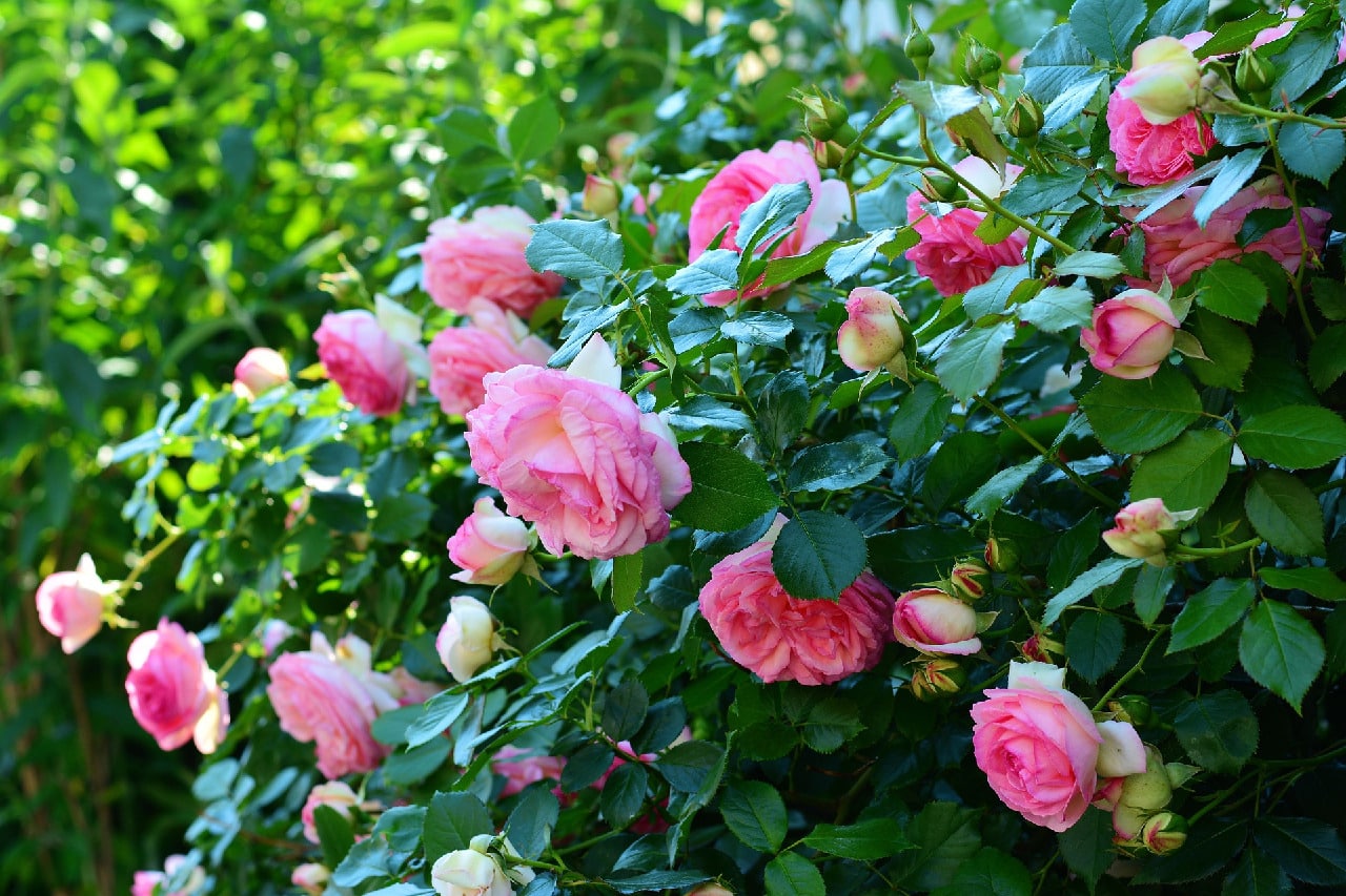 Rosengewächse - Rosaceae