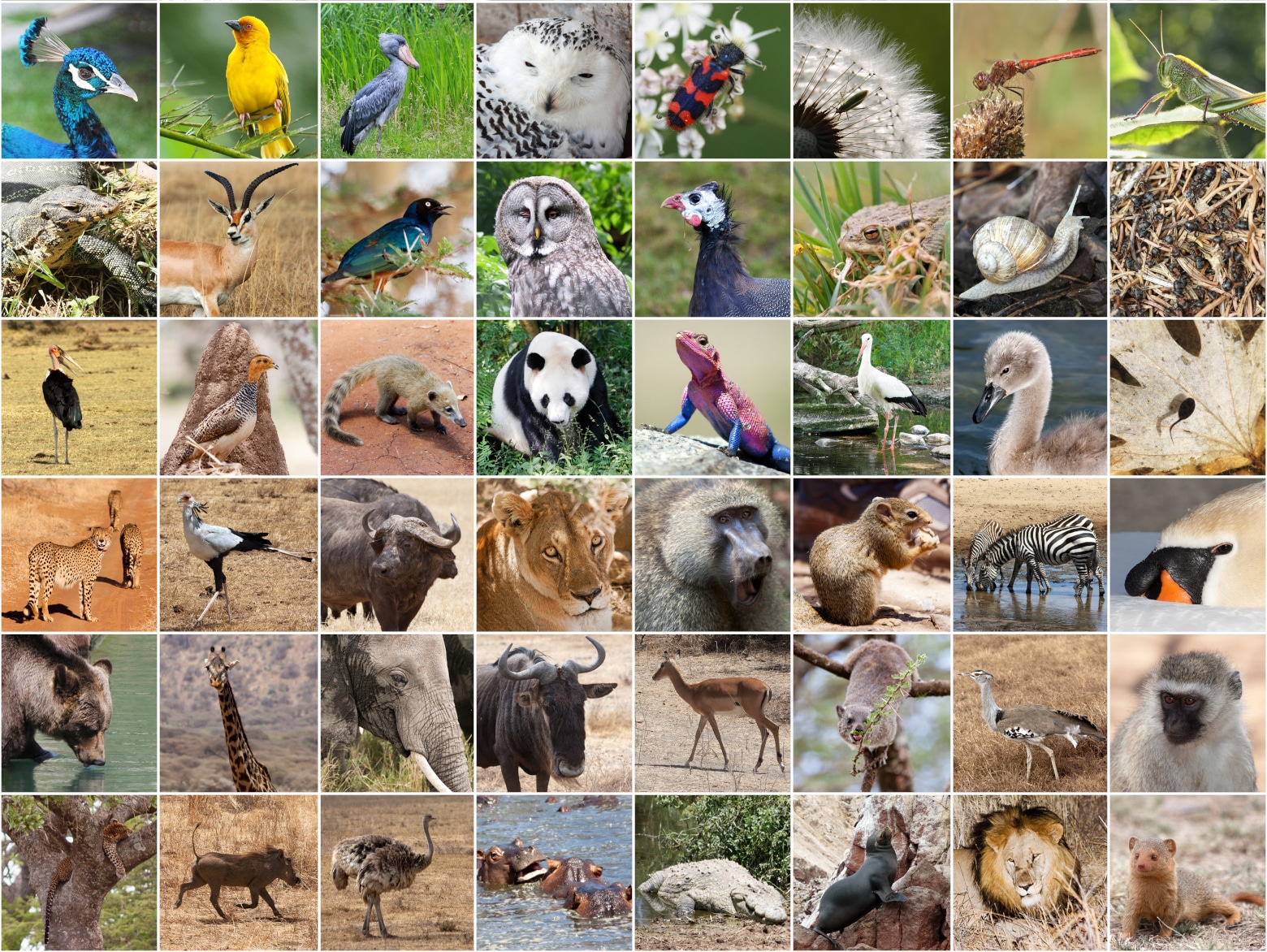 Kategorie Tierarten