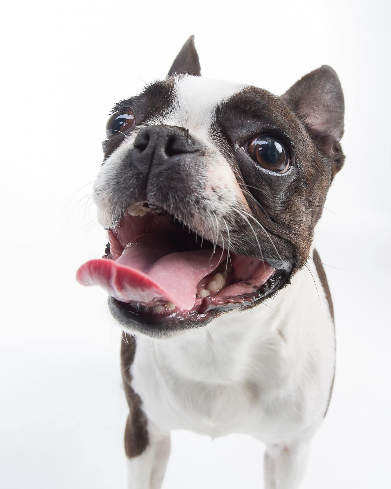 Boston Terrier Steckbrief Profilbild