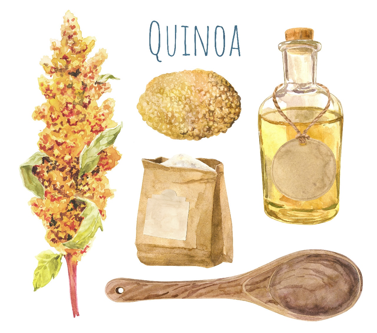 Quinoapflanze Öl Mehl