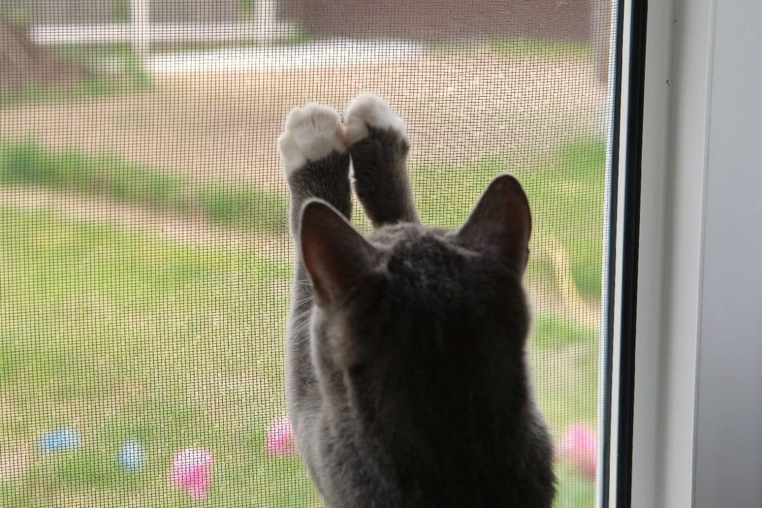 Fliegengitter katzensicher und haustiersicher